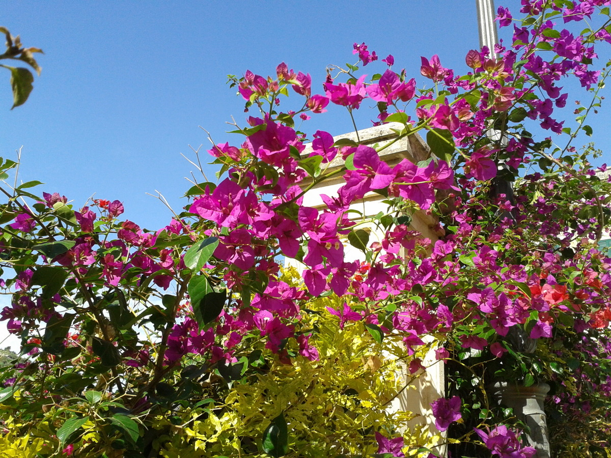 Bougainvillea 2